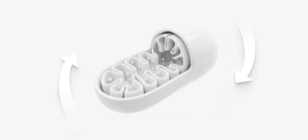 Cellular Vitality — Gut-First Longevity